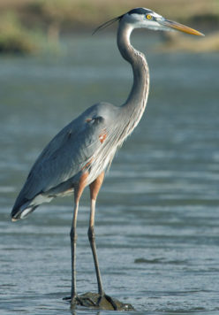 Bay Harbor Improvement Association